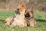 CHOW CHOW 195